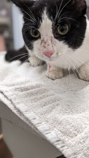 Squeakers, Adult Male Domestic Short Hair