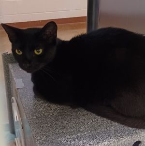 Chartreuse, Adult Female Domestic Short Hair