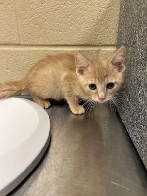 Panda, Baby Male Domestic Short Hair
