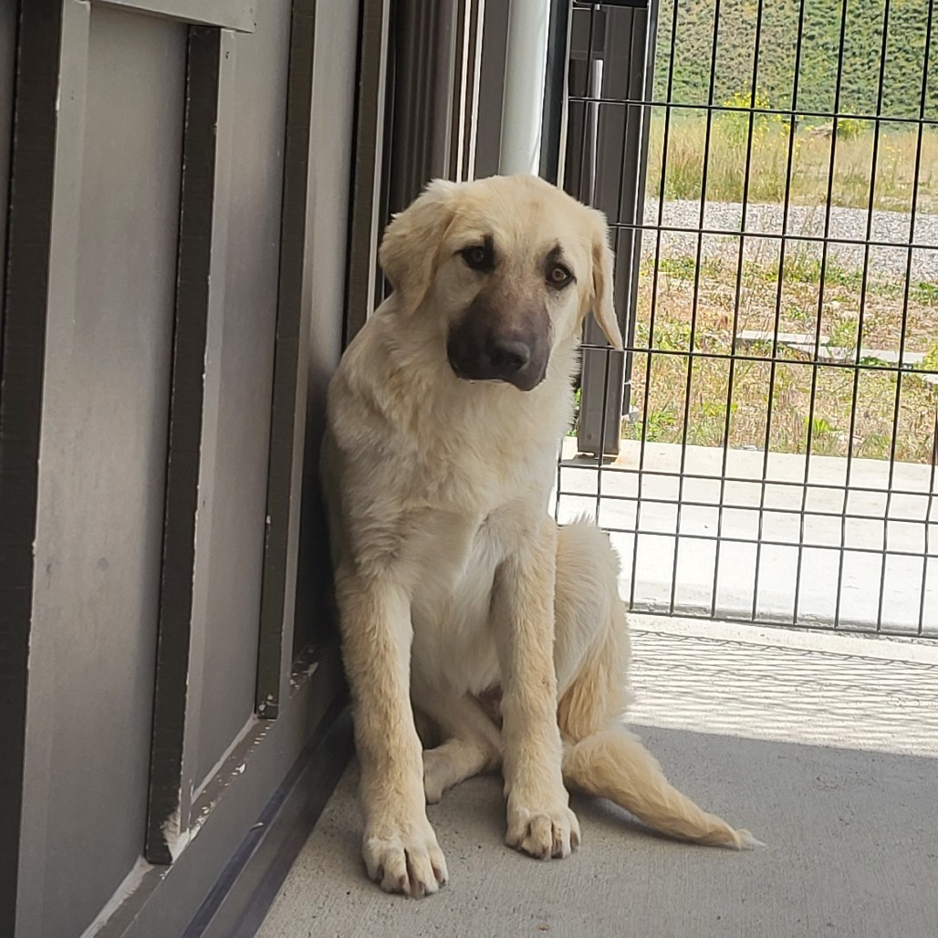 Faline, an adoptable Mixed Breed in Hailey, ID, 83333 | Photo Image 1