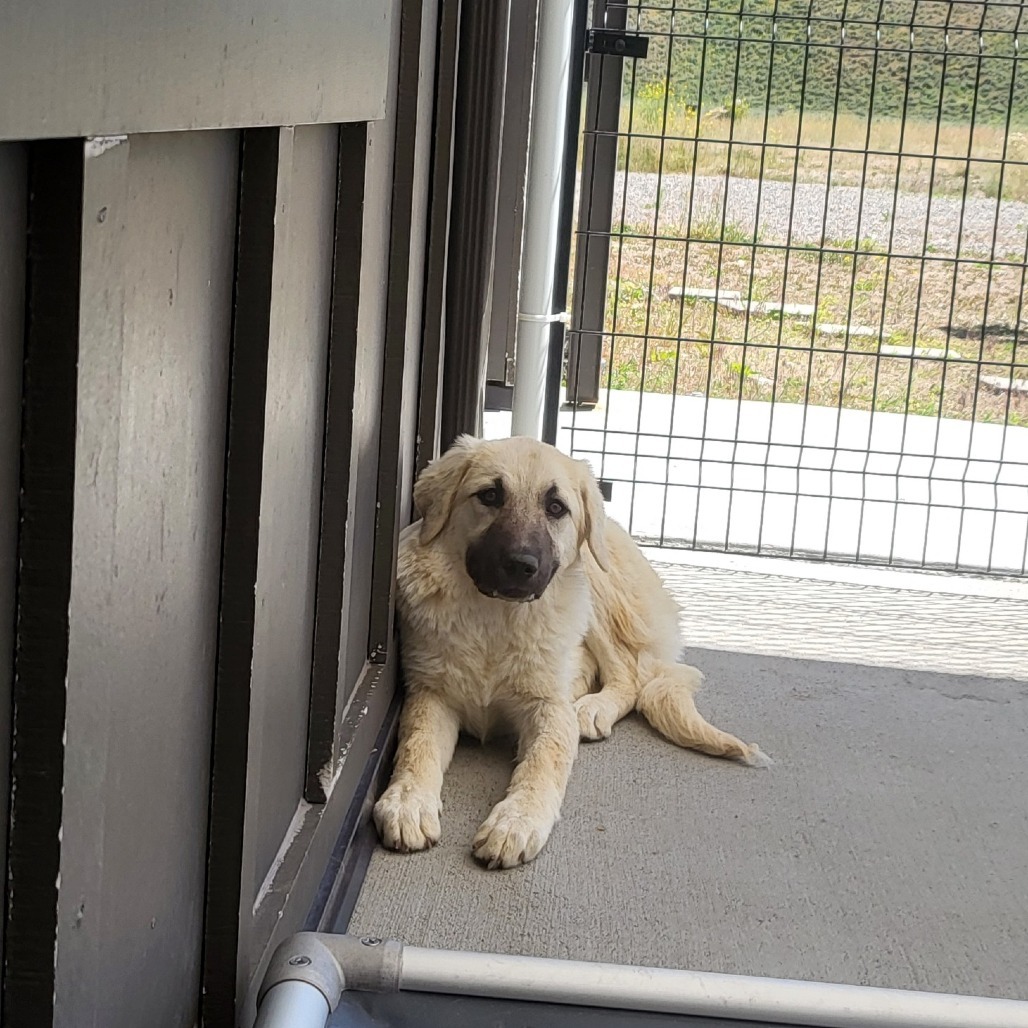 Faline, an adoptable Mixed Breed in Hailey, ID, 83333 | Photo Image 2
