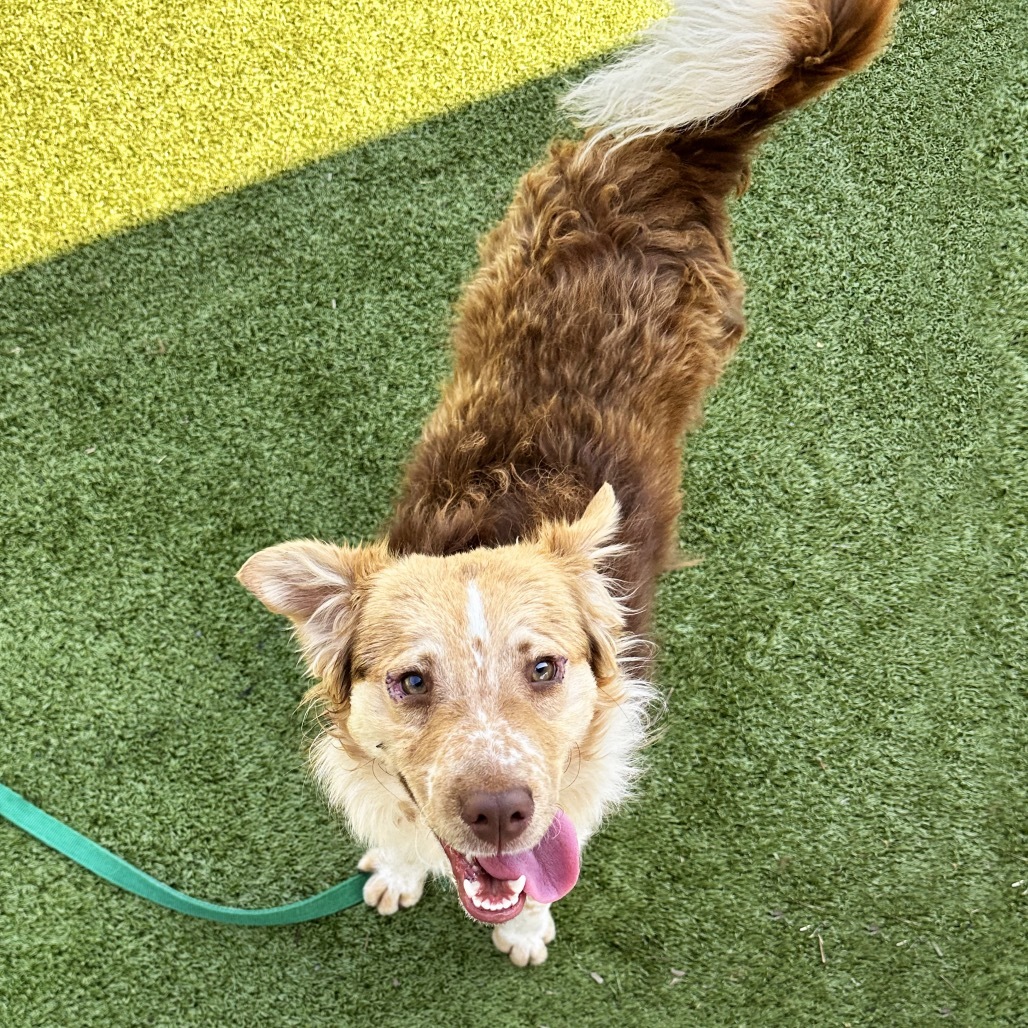 Ponyboy, an adoptable Mixed Breed in Hailey, ID, 83333 | Photo Image 1