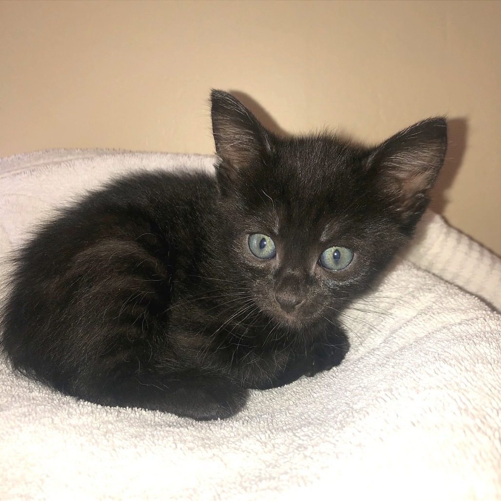 Mia, an adoptable Domestic Short Hair in Hailey, ID, 83333 | Photo Image 1
