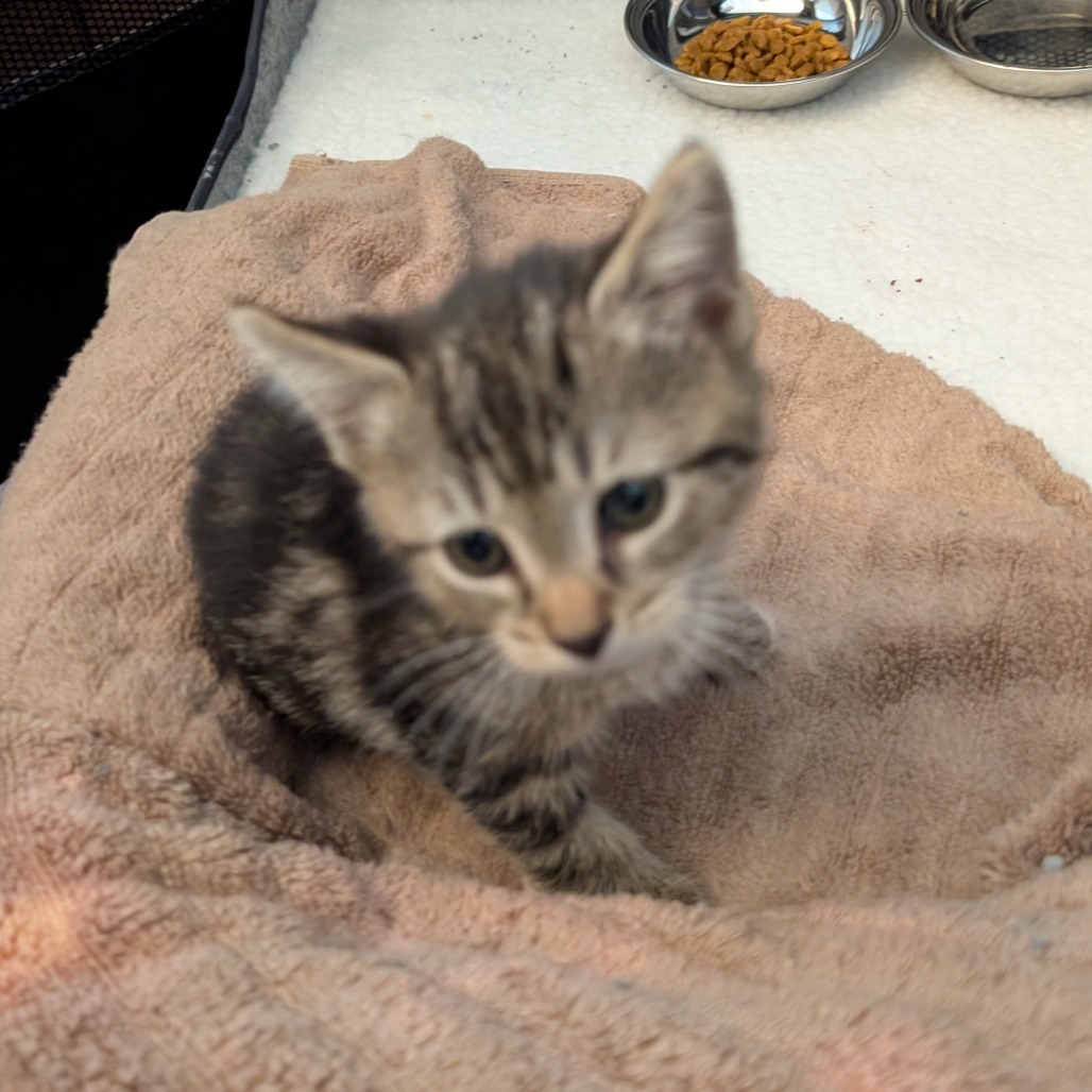 Ekko, an adoptable Domestic Short Hair, Balinese in Wakefield, MA, 01880 | Photo Image 1