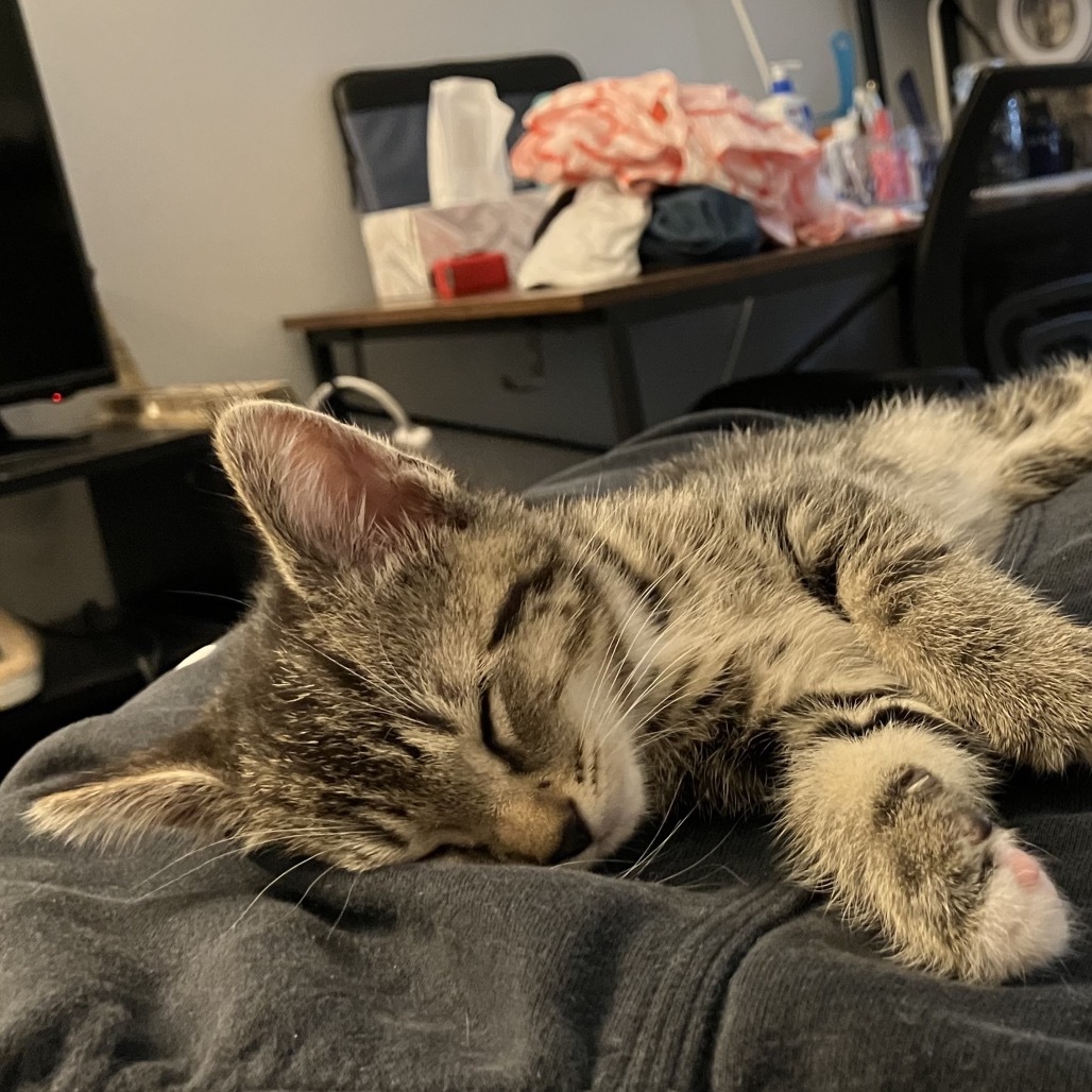 Ekko, an adoptable Domestic Short Hair, Balinese in Wakefield, MA, 01880 | Photo Image 3