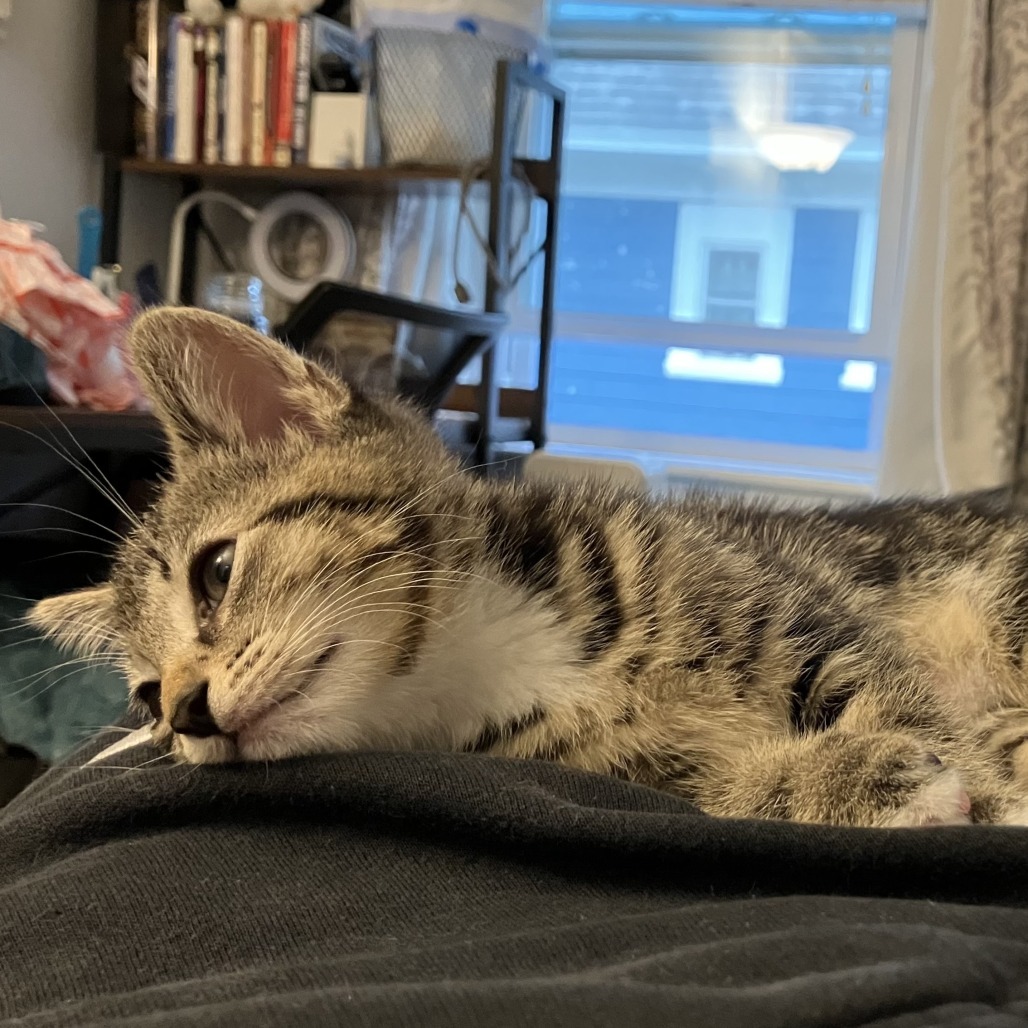 Ekko, an adoptable Domestic Short Hair, Balinese in Wakefield, MA, 01880 | Photo Image 4