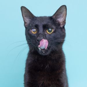 Loredo, Young Male Domestic Short Hair