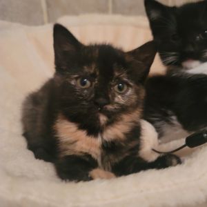 Tiger Lily, Baby Female Domestic Short Hair