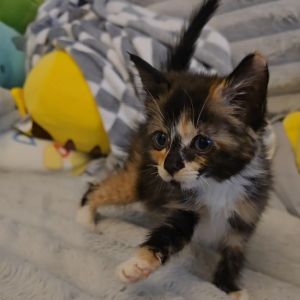 Nebula, Baby Female Domestic Short Hair