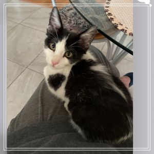 Arches Domestic Short Hair Cat