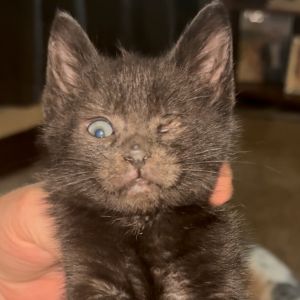 Plankton, Baby Male Domestic Short Hair