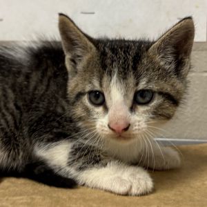 Abba, Baby Female Domestic Short Hair