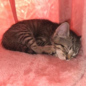 Root Beer Domestic Short Hair Cat
