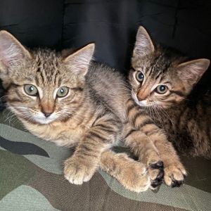 Genovia, Baby Female Domestic Short Hair