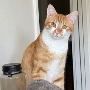 August, Young Male Domestic Short Hair