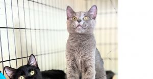 Mario and Liugi, Baby Male American Shorthair