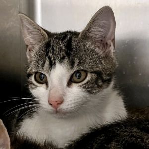 Stitch, Baby Male Domestic Short Hair