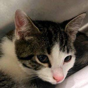 Lilo, Baby Female Domestic Short Hair