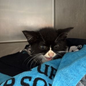 Radiator Springs, Baby Male Domestic Medium Hair