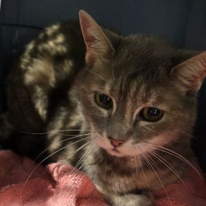 Pebbles, Adult Female Domestic Short Hair