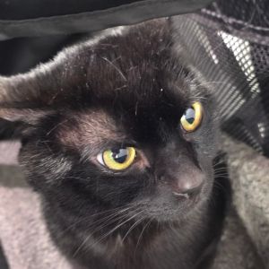Jade, Adult Male Domestic Short Hair