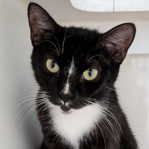 Violeta, Young Female unknown