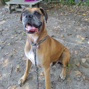 Spike, Senior Male unknown