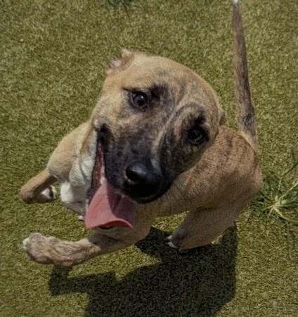 Coco