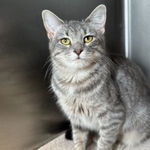 Cold Crispy Sprite, Young Female Domestic Short Hair