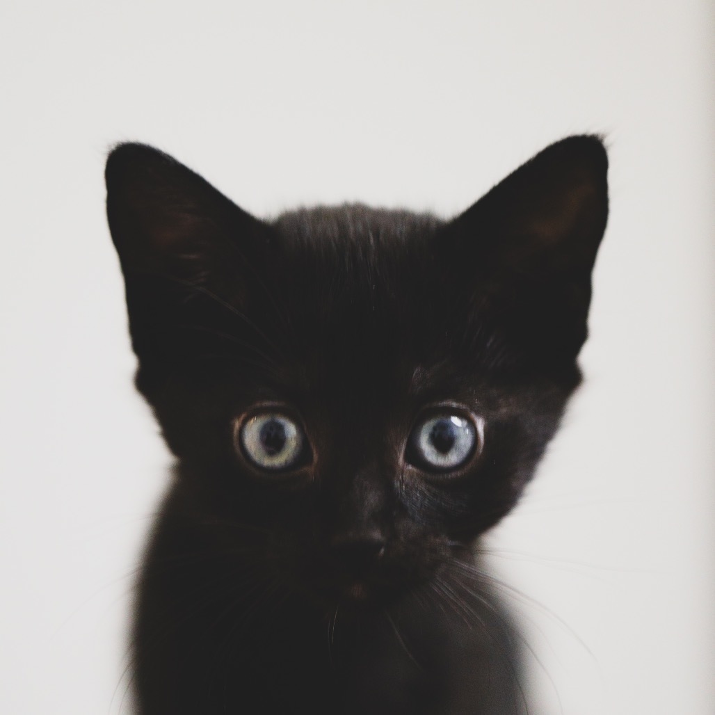 Angus