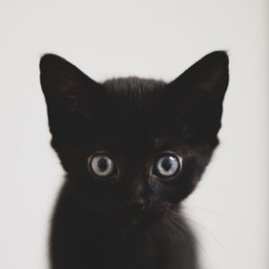 Angus, Baby Female Domestic Short Hair