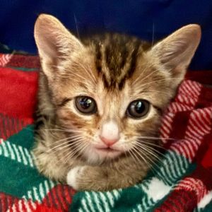 Thyme, Baby Female Domestic Short Hair