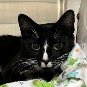 Dart, Young Female Domestic Short Hair