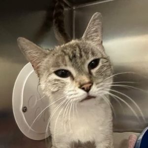 Dunwoody, Adult Female Domestic Short Hair