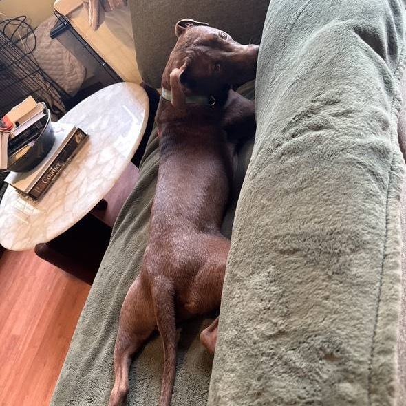 Cinnamon