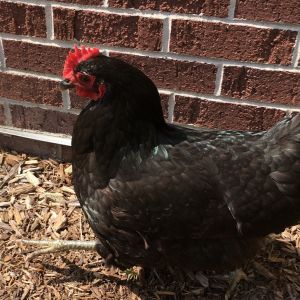 Camilla, Young Female Chicken