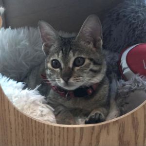 Candy Cane Kuwait (bonded w/Ashton Kuwait), Adult Female unknown