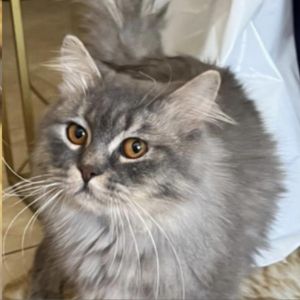 Ashton Kuwait (bonded w/Candy Cane Kuwait), Adult Male unknown