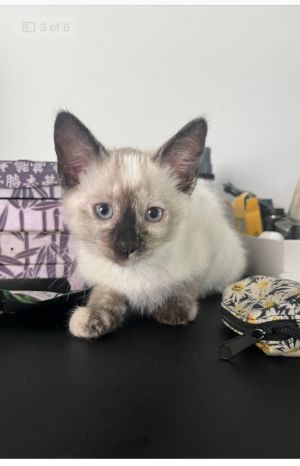 Bean, Baby Female Domestic Short Hair