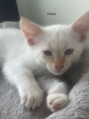 Cheeto, Baby Male Domestic Short Hair
