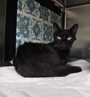 Murph, Adult Male unknown