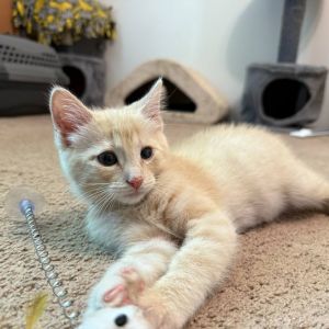 Oolong, Baby Male Domestic Short Hair