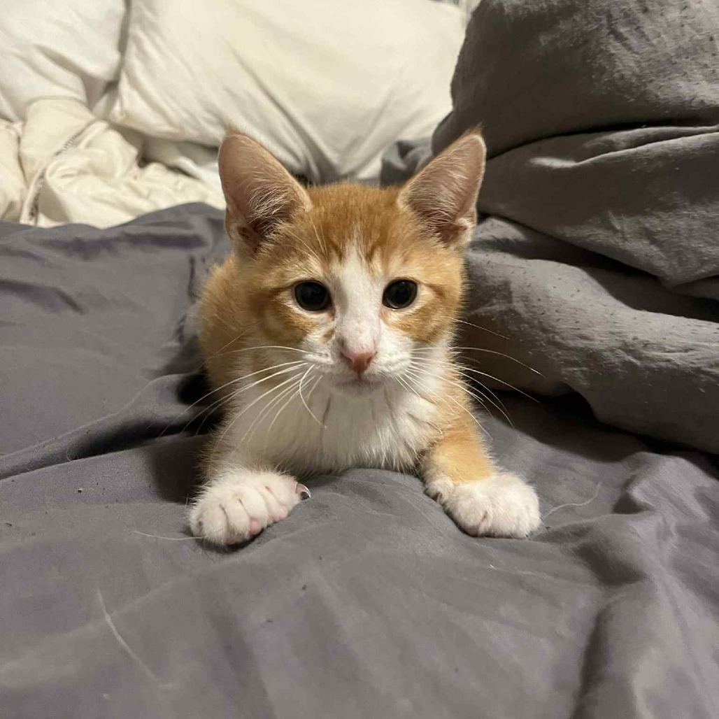 Mordecai