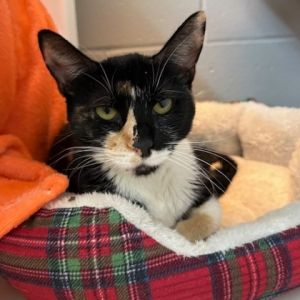 Lily, Adult Female Domestic Short Hair