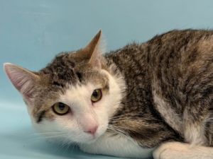 Cleo, Adult Male Domestic Short Hair
