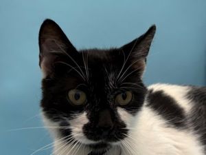 Oreo, Young Female Domestic Short Hair