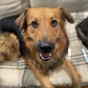 Odin - Home to Home, Adult Male unknown