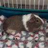 Potato photo 1