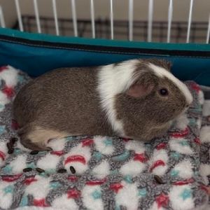 Potato, Adult Female unknown
