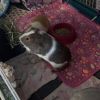 Potato photo 2